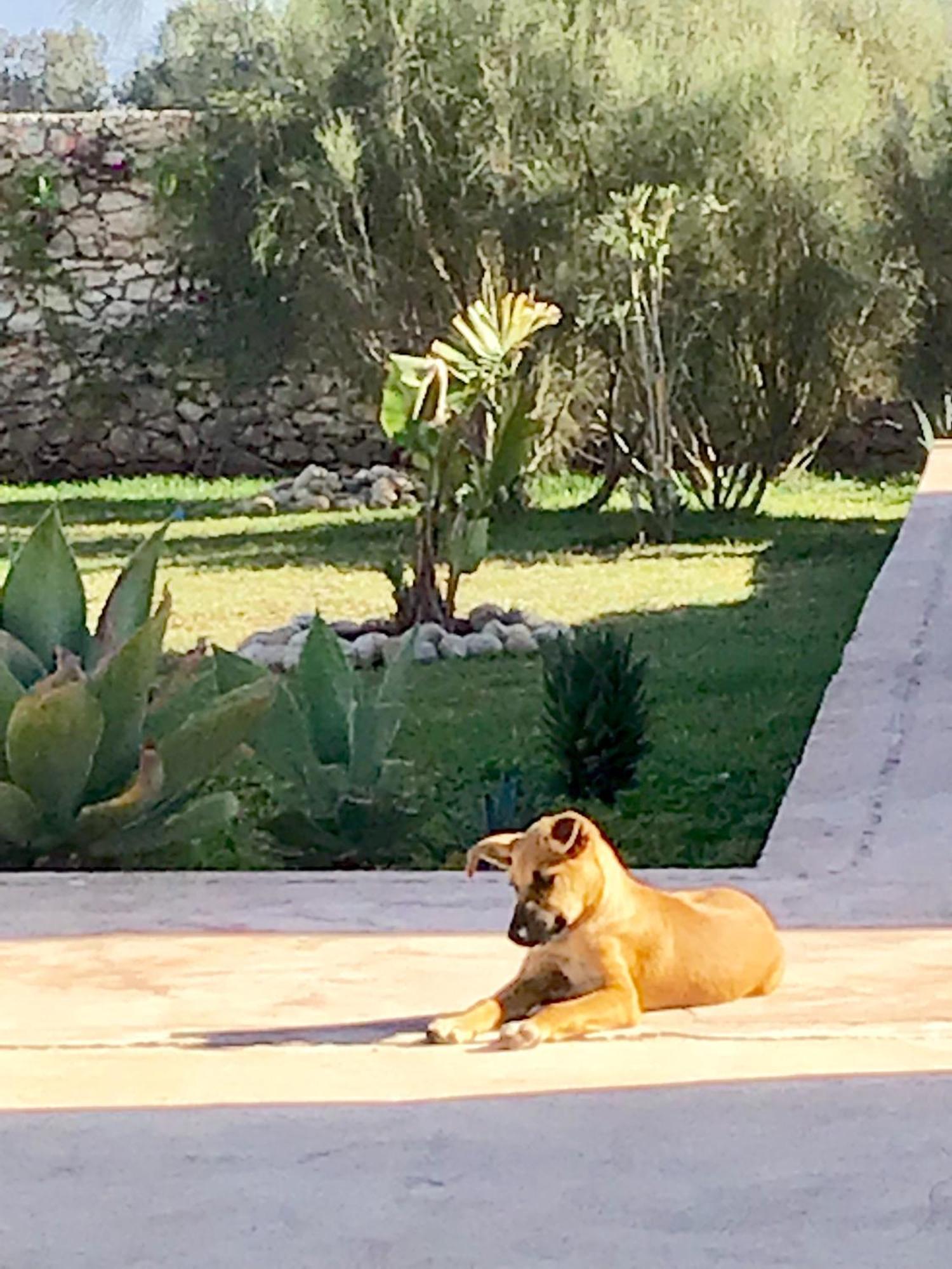 Dar Alya Essaouira Maison Et Table D'Hotes Ghazoua Ngoại thất bức ảnh